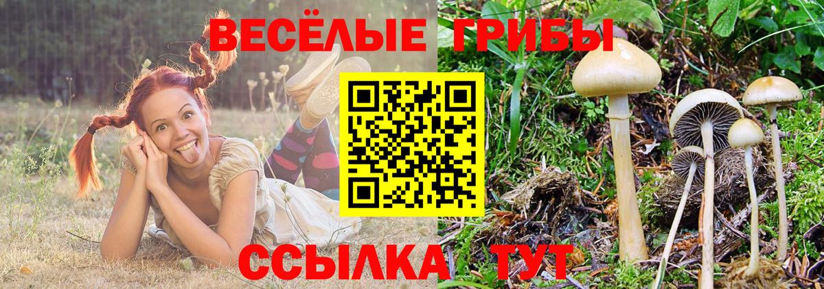 купить  сайты  Тверь  Галлюциногенные грибы мухоморы 